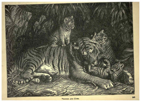 Reproducción/Reproduction 6221064058: Forest and jungle, or, Thrilling adventures in all quarters of the globe Chicago ;The Werner Company,1896