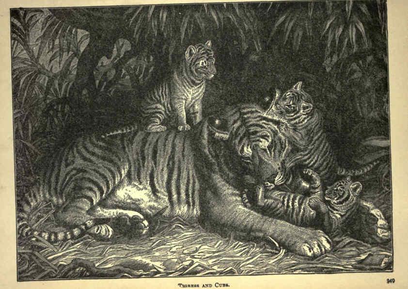 Reproducción/Reproduction 6221064058: Forest and jungle, or, Thrilling adventures in all quarters of the globe Chicago ;The Werner Company,1896