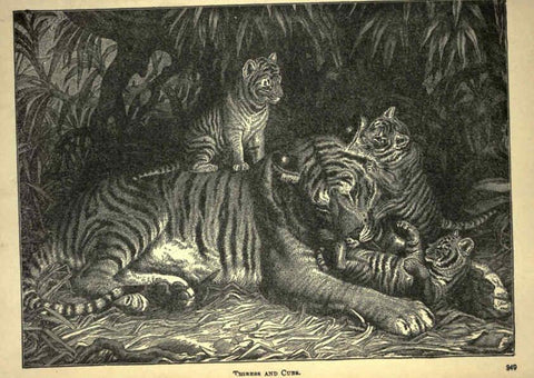 Reproducción/Reproduction 6221064058: Forest and jungle, or, Thrilling adventures in all quarters of the globe Chicago ;The Werner Company,1896
