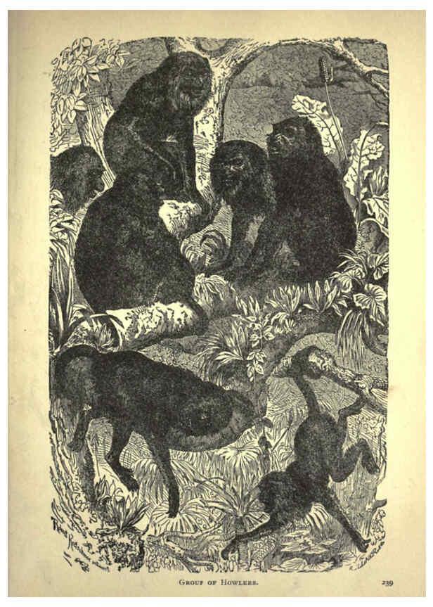 Reproducción/Reproduction 6220543399: Forest and jungle, or, Thrilling adventures in all quarters of the globe Chicago ;The Werner Company,1896