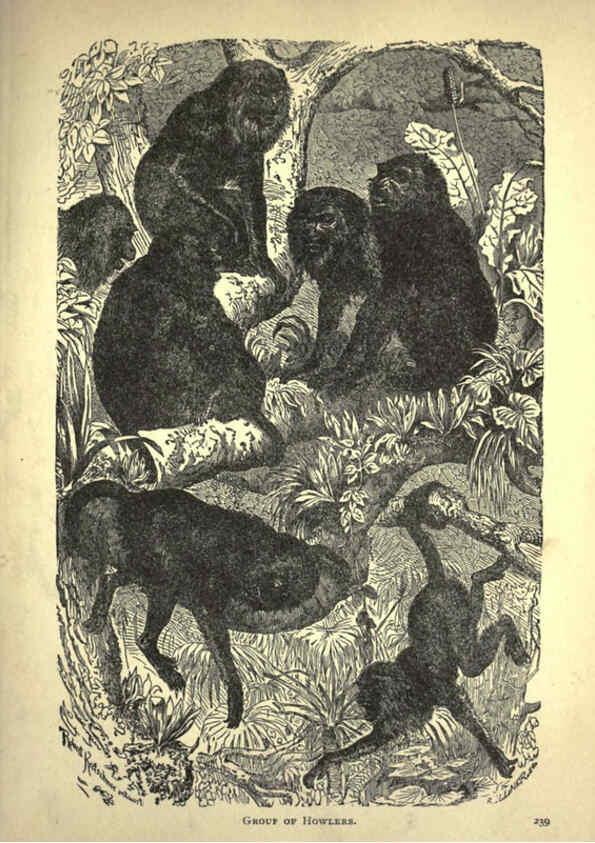 Reproducción/Reproduction 6220543399: Forest and jungle, or, Thrilling adventures in all quarters of the globe Chicago ;The Werner Company,1896