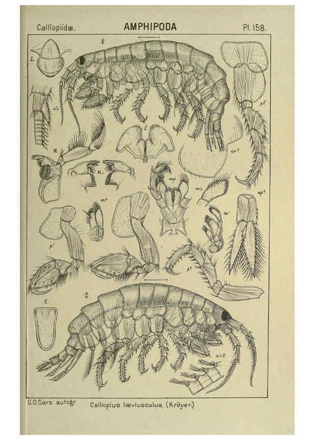 Reproducción/Reproduction 6194953845: An account of the Crustacea of Norway. v.1 Amphipoda (plates) Christiania,A. Cammermeyer,1895-1928