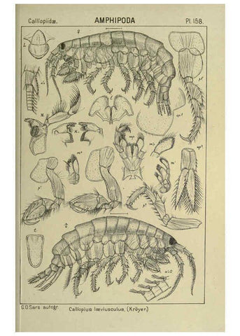 Reproducción/Reproduction 6194953845: An account of the Crustacea of Norway. v.1 Amphipoda (plates) Christiania,A. Cammermeyer,1895-1928