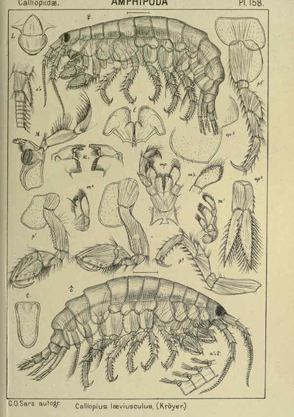 Reproducción/Reproduction 6194953845: An account of the Crustacea of Norway. v.1 Amphipoda (plates) Christiania,A. Cammermeyer,1895-1928