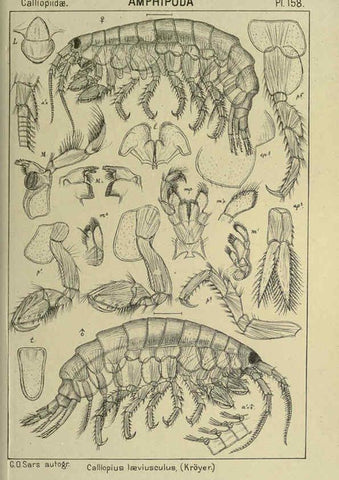 Reproducción/Reproduction 6194953845: An account of the Crustacea of Norway. v.1 Amphipoda (plates) Christiania,A. Cammermeyer,1895-1928