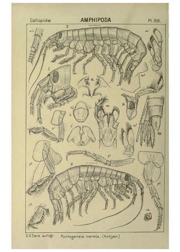 Reproducción/Reproduction 6194954053: An account of the Crustacea of Norway. v.1 Amphipoda (plates) Christiania,A. Cammermeyer,1895-1928