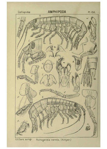 Reproducción/Reproduction 6194954053: An account of the Crustacea of Norway. v.1 Amphipoda (plates) Christiania,A. Cammermeyer,1895-1928
