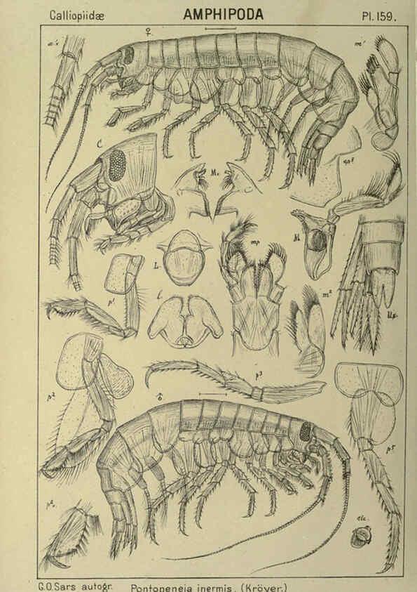 Reproducción/Reproduction 6194954053: An account of the Crustacea of Norway. v.1 Amphipoda (plates) Christiania,A. Cammermeyer,1895-1928
