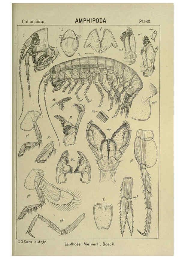 Reproducción/Reproduction 6195471510: An account of the Crustacea of Norway. v.1 Amphipoda (plates) Christiania,A. Cammermeyer,1895-1928