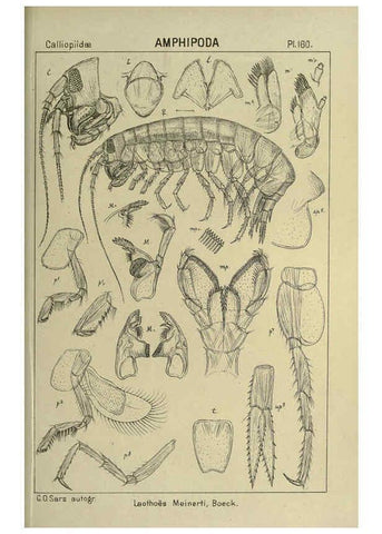 Reproducción/Reproduction 6195471510: An account of the Crustacea of Norway. v.1 Amphipoda (plates) Christiania,A. Cammermeyer,1895-1928