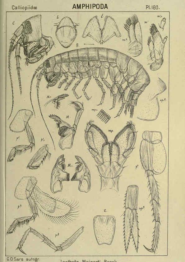Reproducción/Reproduction 6195471510: An account of the Crustacea of Norway. v.1 Amphipoda (plates) Christiania,A. Cammermeyer,1895-1928