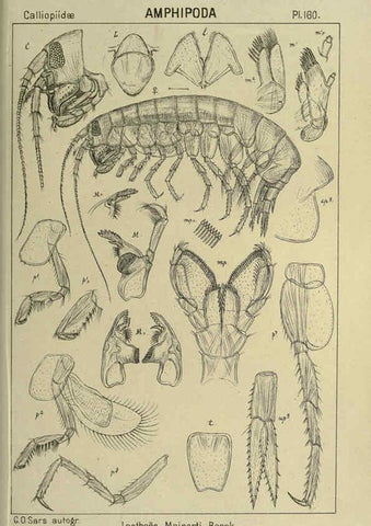 Reproducción/Reproduction 6195471510: An account of the Crustacea of Norway. v.1 Amphipoda (plates) Christiania,A. Cammermeyer,1895-1928