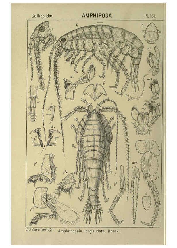 Reproducción/Reproduction 6194954585: An account of the Crustacea of Norway. v.1 Amphipoda (plates) Christiania,A. Cammermeyer,1895-1928