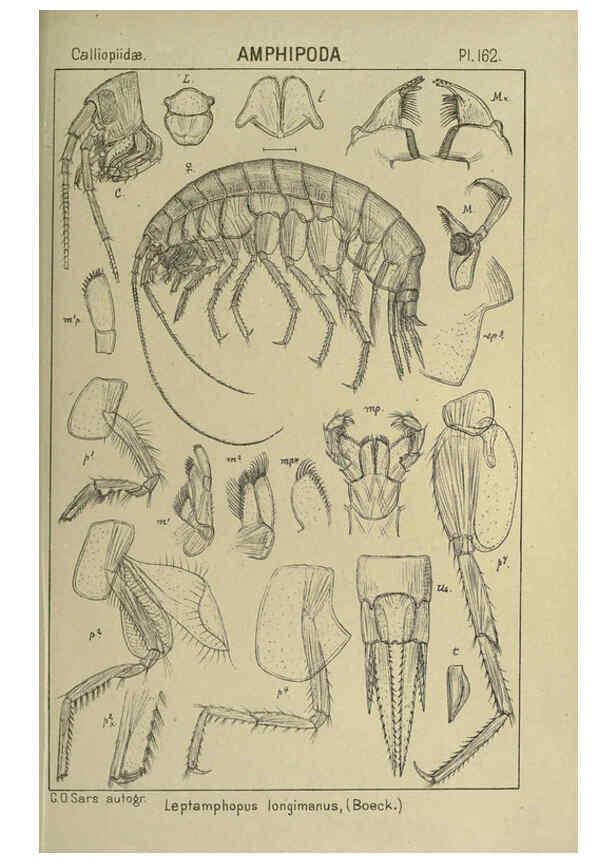 Reproducción/Reproduction 6195471930: An account of the Crustacea of Norway. v.1 Amphipoda (plates) Christiania,A. Cammermeyer,1895-1928