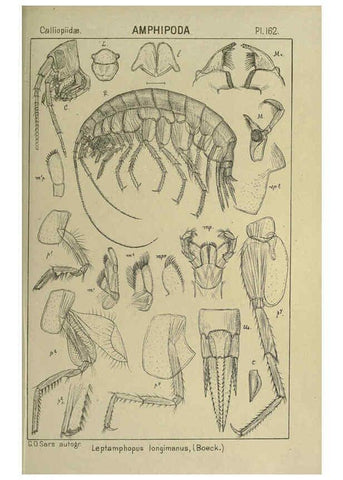 Reproducción/Reproduction 6195471930: An account of the Crustacea of Norway. v.1 Amphipoda (plates) Christiania,A. Cammermeyer,1895-1928