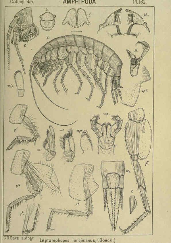 Reproducción/Reproduction 6195471930: An account of the Crustacea of Norway. v.1 Amphipoda (plates) Christiania,A. Cammermeyer,1895-1928