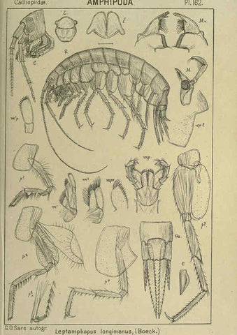 Reproducción/Reproduction 6195471930: An account of the Crustacea of Norway. v.1 Amphipoda (plates) Christiania,A. Cammermeyer,1895-1928