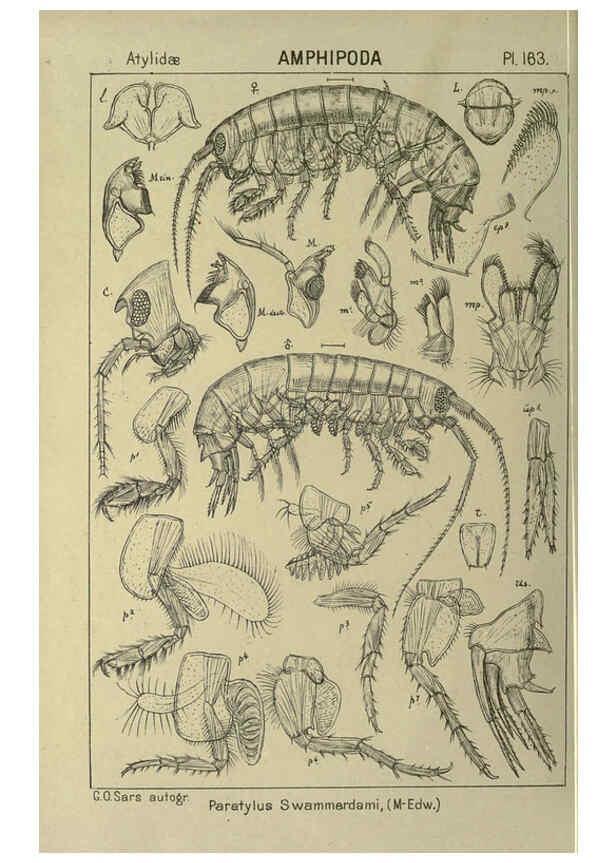 Reproducción/Reproduction 6194954983: An account of the Crustacea of Norway. v.1 Amphipoda (plates) Christiania,A. Cammermeyer,1895-1928
