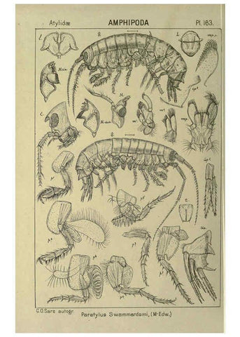 Reproducción/Reproduction 6194954983: An account of the Crustacea of Norway. v.1 Amphipoda (plates) Christiania,A. Cammermeyer,1895-1928