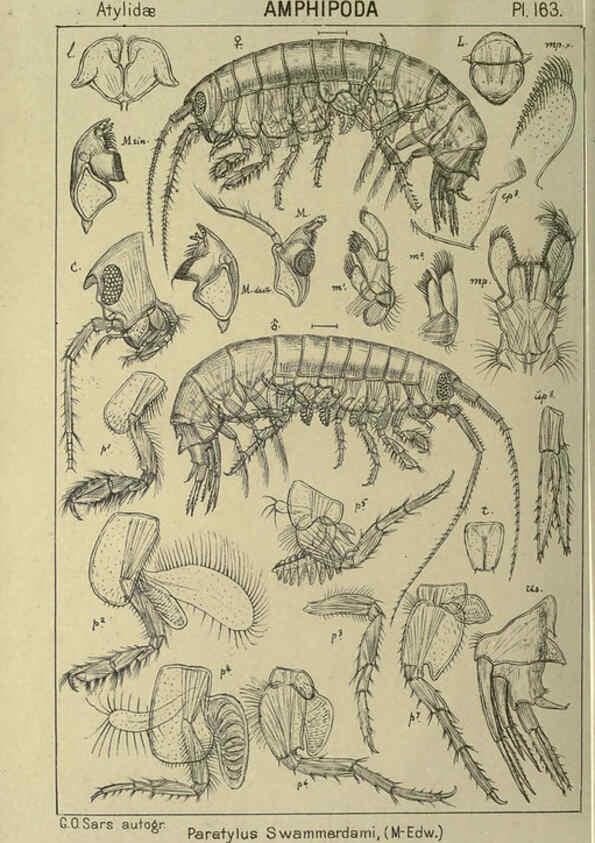 Reproducción/Reproduction 6194954983: An account of the Crustacea of Norway. v.1 Amphipoda (plates) Christiania,A. Cammermeyer,1895-1928