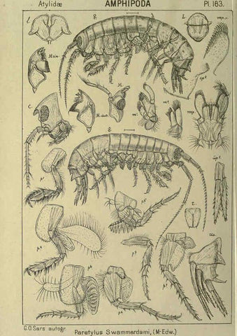 Reproducción/Reproduction 6194954983: An account of the Crustacea of Norway. v.1 Amphipoda (plates) Christiania,A. Cammermeyer,1895-1928