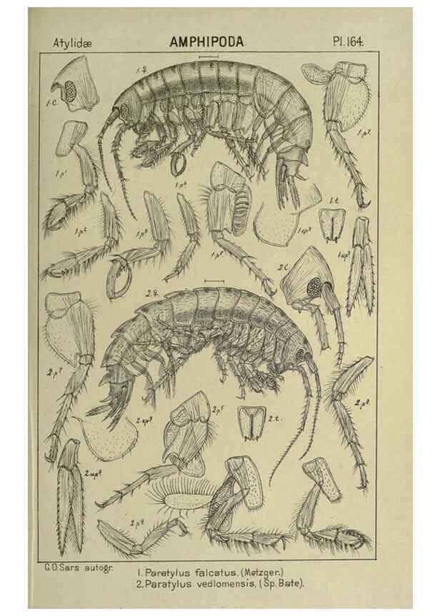 Reproducción/Reproduction 6194955193: An account of the Crustacea of Norway. v.1 Amphipoda (plates) Christiania,A. Cammermeyer,1895-1928