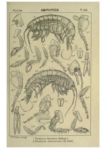 Reproducción/Reproduction 6194955193: An account of the Crustacea of Norway. v.1 Amphipoda (plates) Christiania,A. Cammermeyer,1895-1928