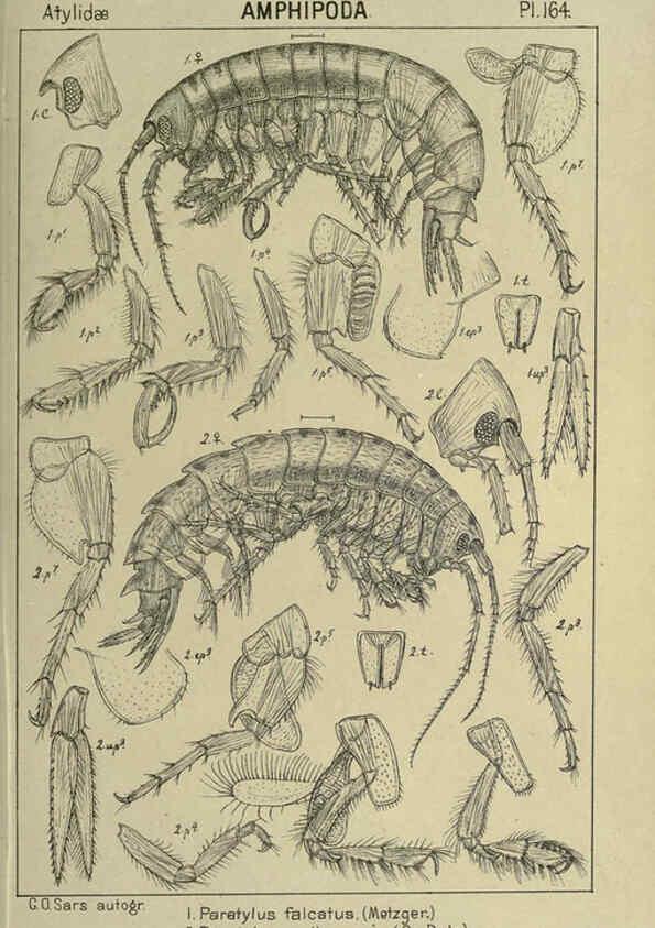 Reproducción/Reproduction 6194955193: An account of the Crustacea of Norway. v.1 Amphipoda (plates) Christiania,A. Cammermeyer,1895-1928