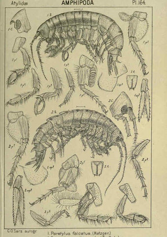Reproducción/Reproduction 6194955193: An account of the Crustacea of Norway. v.1 Amphipoda (plates) Christiania,A. Cammermeyer,1895-1928