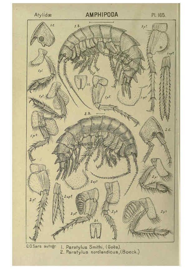 Reproducción/Reproduction 6194955373: An account of the Crustacea of Norway. v.1 Amphipoda (plates) Christiania,A. Cammermeyer,1895-1928