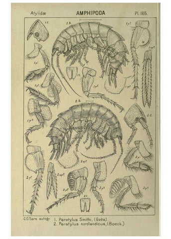 Reproducción/Reproduction 6194955373: An account of the Crustacea of Norway. v.1 Amphipoda (plates) Christiania,A. Cammermeyer,1895-1928