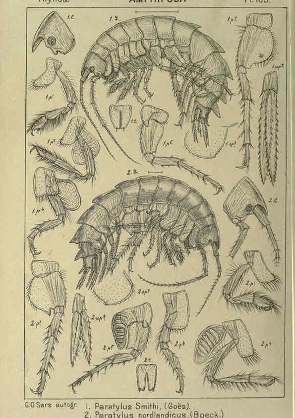 Reproducción/Reproduction 6194955373: An account of the Crustacea of Norway. v.1 Amphipoda (plates) Christiania,A. Cammermeyer,1895-1928