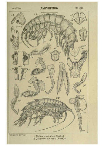 Reproducción/Reproduction 6194955579: An account of the Crustacea of Norway. v.1 Amphipoda (plates) Christiania,A. Cammermeyer,1895-1928