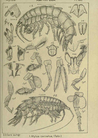 Reproducción/Reproduction 6194955579: An account of the Crustacea of Norway. v.1 Amphipoda (plates) Christiania,A. Cammermeyer,1895-1928