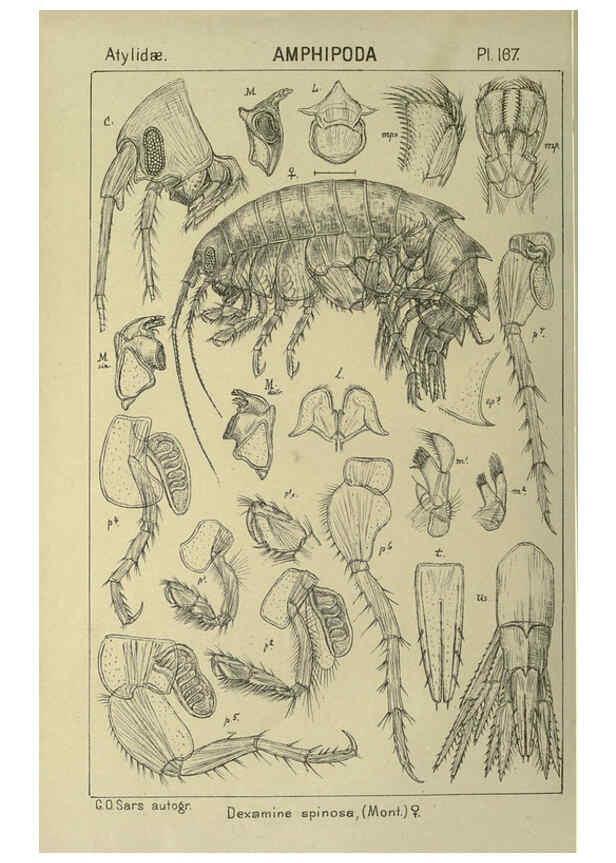 Reproducción/Reproduction 6194955773: An account of the Crustacea of Norway. v.1 Amphipoda (plates) Christiania,A. Cammermeyer,1895-1928