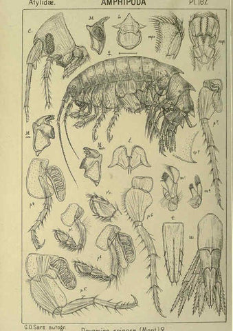 Reproducción/Reproduction 6194955773: An account of the Crustacea of Norway. v.1 Amphipoda (plates) Christiania,A. Cammermeyer,1895-1928