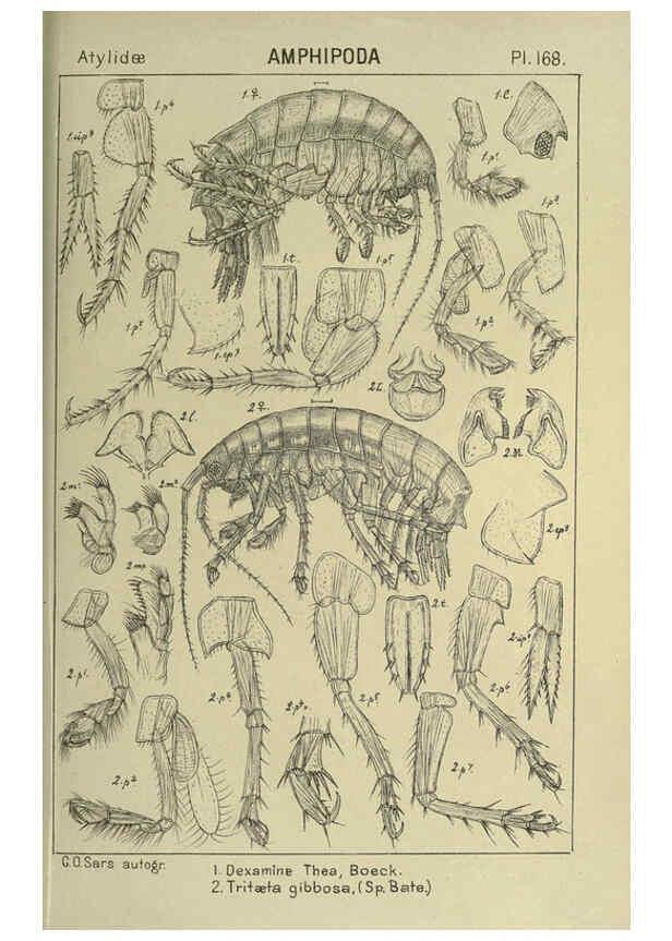 Reproducción/Reproduction 6195473258: An account of the Crustacea of Norway. v.1 Amphipoda (plates) Christiania,A. Cammermeyer,1895-1928