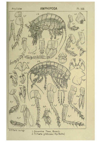 Reproducción/Reproduction 6195473258: An account of the Crustacea of Norway. v.1 Amphipoda (plates) Christiania,A. Cammermeyer,1895-1928