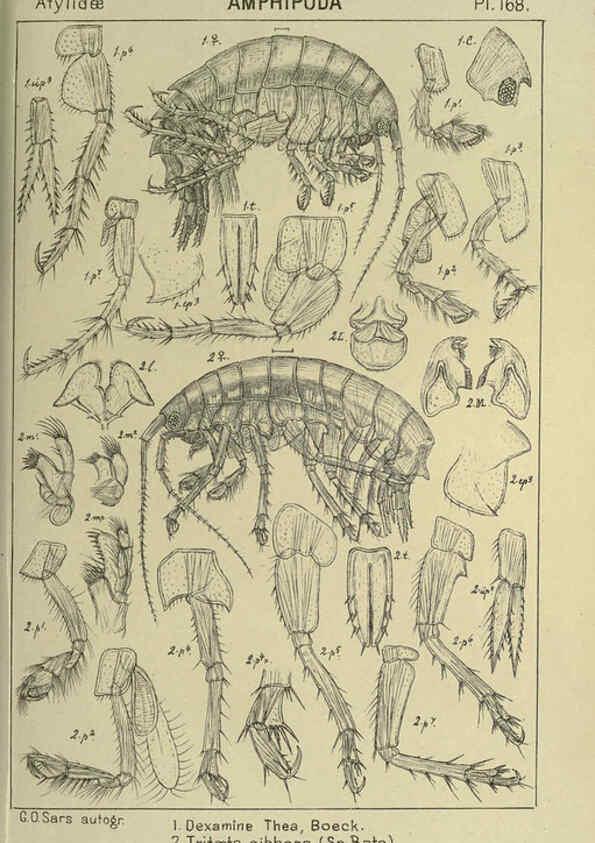Reproducción/Reproduction 6195473258: An account of the Crustacea of Norway. v.1 Amphipoda (plates) Christiania,A. Cammermeyer,1895-1928