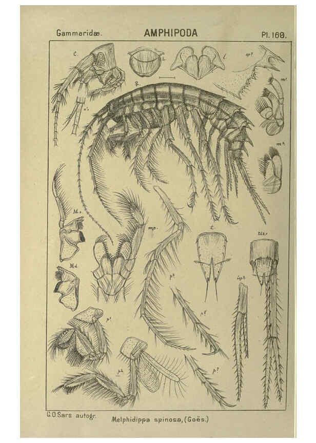 Reproducción/Reproduction 6194956269: An account of the Crustacea of Norway. v.1 Amphipoda (plates) Christiania,A. Cammermeyer,1895-1928