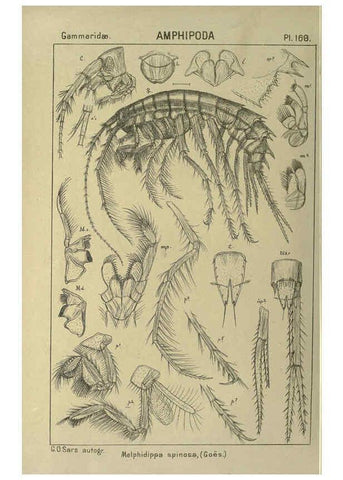 Reproducción/Reproduction 6194956269: An account of the Crustacea of Norway. v.1 Amphipoda (plates) Christiania,A. Cammermeyer,1895-1928