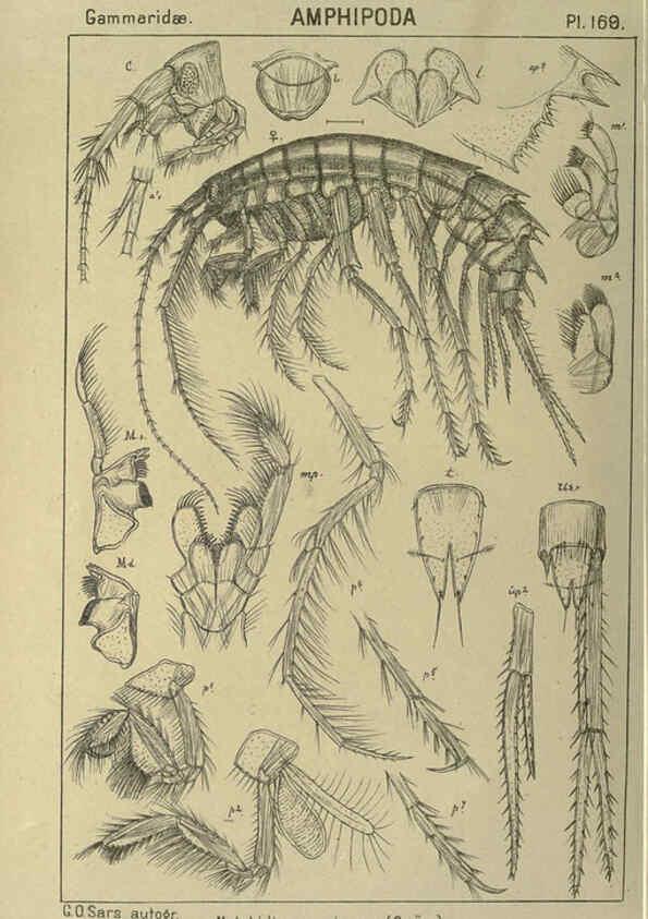 Reproducción/Reproduction 6194956269: An account of the Crustacea of Norway. v.1 Amphipoda (plates) Christiania,A. Cammermeyer,1895-1928