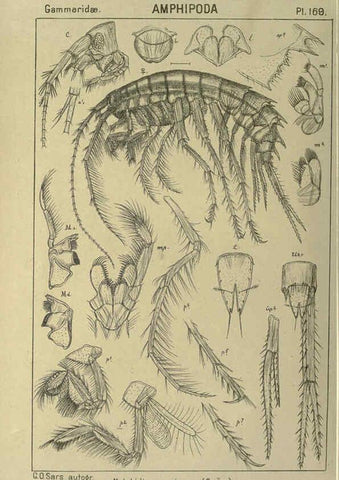 Reproducción/Reproduction 6194956269: An account of the Crustacea of Norway. v.1 Amphipoda (plates) Christiania,A. Cammermeyer,1895-1928