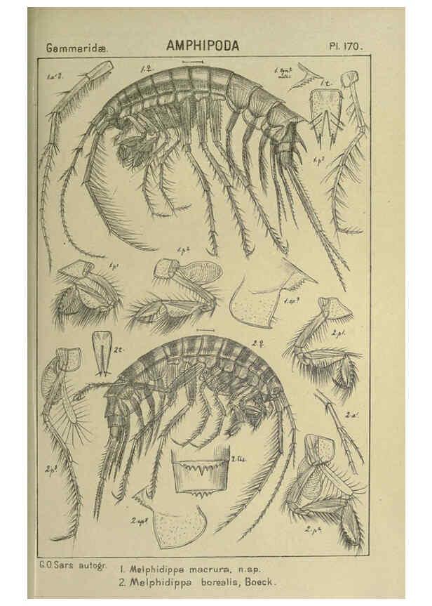 Reproducción/Reproduction 6194956459: An account of the Crustacea of Norway. v.1 Amphipoda (plates) Christiania,A. Cammermeyer,1895-1928