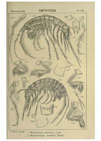 Reproducción/Reproduction 6194956459: An account of the Crustacea of Norway. v.1 Amphipoda (plates) Christiania,A. Cammermeyer,1895-1928