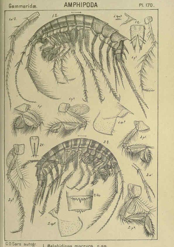 Reproducción/Reproduction 6194956459: An account of the Crustacea of Norway. v.1 Amphipoda (plates) Christiania,A. Cammermeyer,1895-1928