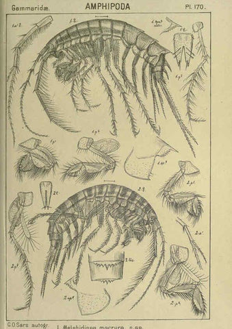 Reproducción/Reproduction 6194956459: An account of the Crustacea of Norway. v.1 Amphipoda (plates) Christiania,A. Cammermeyer,1895-1928