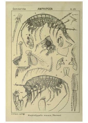 Reproducción/Reproduction 6194956643: An account of the Crustacea of Norway. v.1 Amphipoda (plates) Christiania,A. Cammermeyer,1895-1928