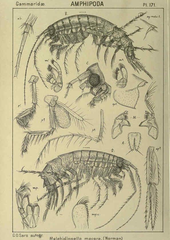 Reproducción/Reproduction 6194956643: An account of the Crustacea of Norway. v.1 Amphipoda (plates) Christiania,A. Cammermeyer,1895-1928