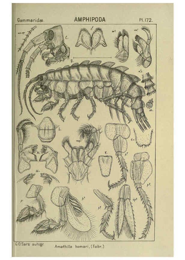Reproducción/Reproduction 6194956827: An account of the Crustacea of Norway. v.1 Amphipoda (plates) Christiania,A. Cammermeyer,1895-1928